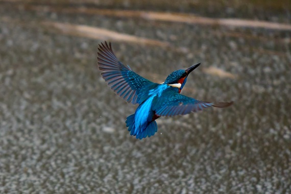 Eisvogel